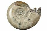 Polished, Sutured Ammonite (Argonauticeras) Fossil - Madagascar #246223-1